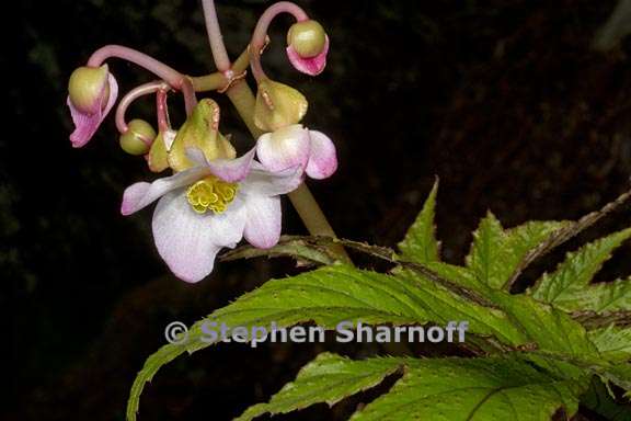 begonia pinnatifida 4 graphic